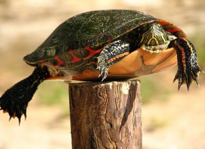 turtle-on-a-fence-post